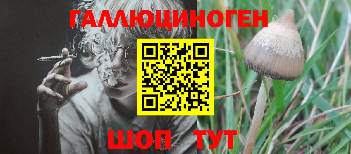 Псилоцибиновые грибы Psilocybine cubensis Еманжелинск